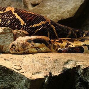 28.01.2012 Zoo Wroclaw