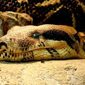 28.01.2012 Zoo Wroclaw