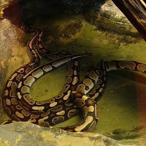 28.01.2012 Zoo Wroclaw