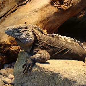 28.01.2012 Zoo Wroclaw