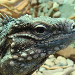 28.01.2012 Zoo Wroclaw