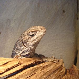 28.01.2012 Zoo Wroclaw