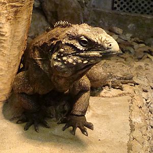 28.01.2012 Zoo Wroclaw