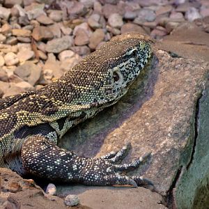 28.01.2012 Zoo Wroclaw