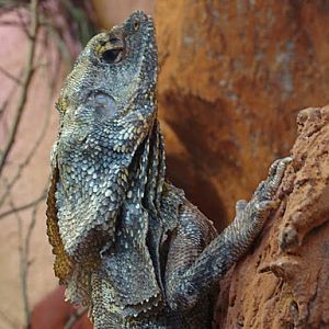 28.01.2012 Zoo Wroclaw