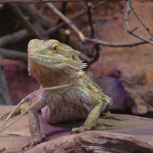 28.01.2012 Zoo Wroclaw