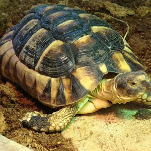 28.01.2012 Zoo Wroclaw