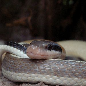 28.01.2012 Zoo Wroclaw