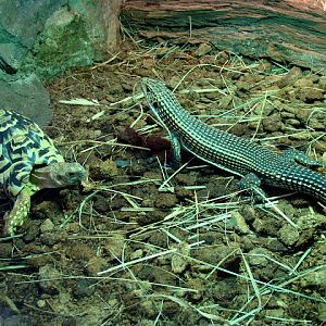 28.01.2012 Zoo Wroclaw