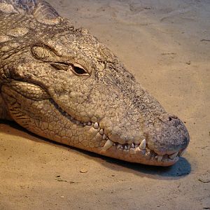 28.01.2012 Zoo Wroclaw