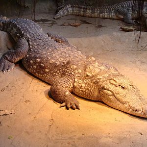 28.01.2012 Zoo Wroclaw