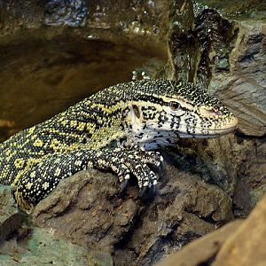 28.01.2012 Zoo Wroclaw