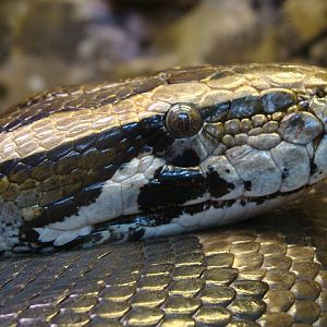 28.01.2012 Zoo Wroclaw