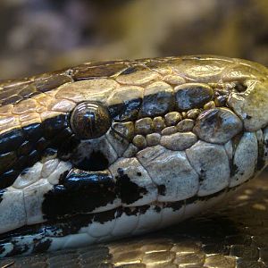 28.01.2012 Zoo Wroclaw