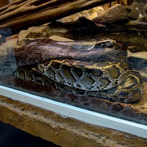 28.01.2012 Zoo Wroclaw