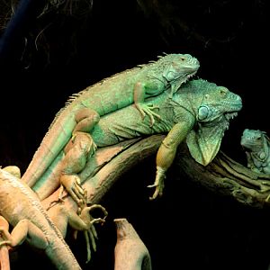 28.01.2012 Zoo Wroclaw