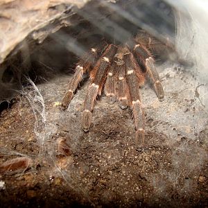 28.01.2012 Zoo Wroclaw