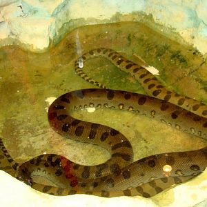 28.01.2012 Zoo Wroclaw