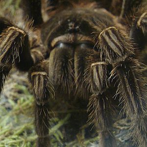 28.01.2012 Zoo Wroclaw