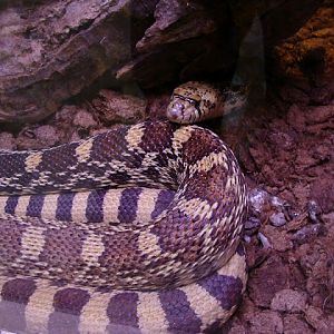 28.01.2012 Zoo Wroclaw