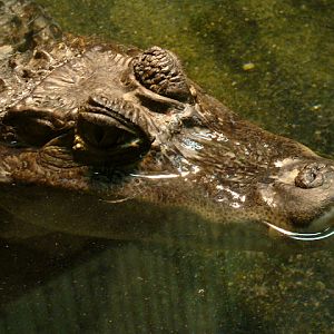 28.01.2012 Zoo Wroclaw