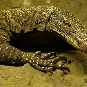 28.01.2012 Zoo Wroclaw