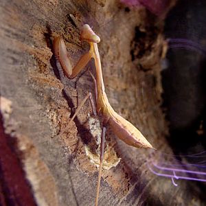 28.01.2012 Zoo Wroclaw