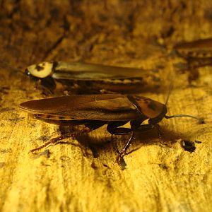 28.01.2012 Zoo Wroclaw