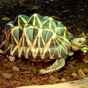 28.01.2012 Zoo Wroclaw