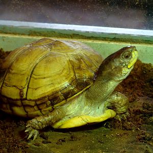 28.01.2012 Zoo Wroclaw