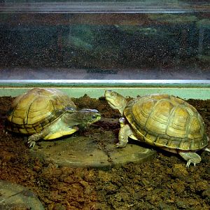 28.01.2012 Zoo Wroclaw