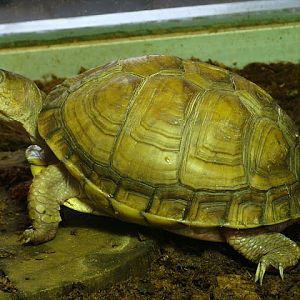 28.01.2012 Zoo Wroclaw