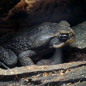 28.01.2012 Zoo Wroclaw