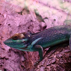 28.01.2012 Zoo Wroclaw