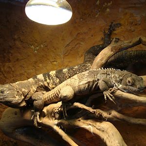 28.01.2012 Zoo Wroclaw