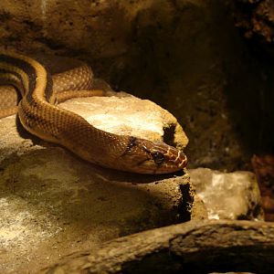 28.01.2012 Zoo Wroclaw