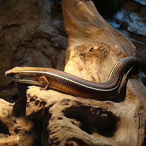 28.01.2012 Zoo Wroclaw