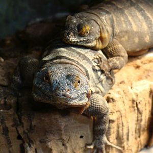 28.01.2012 Zoo Wroclaw