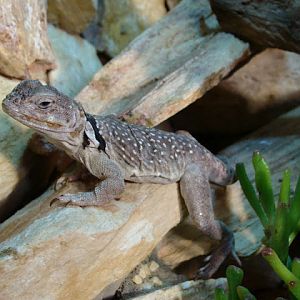 28.01.2012 Zoo Wroclaw