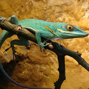 28.01.2012 Zoo Wroclaw