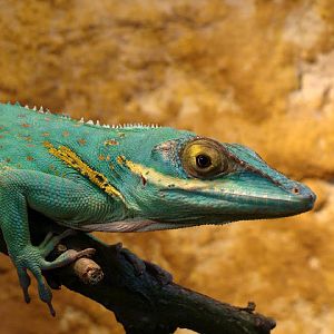 28.01.2012 Zoo Wroclaw