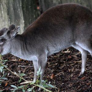 ZOO Antwerpen - Egyptian Temple (Duiker)