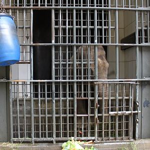 ZOO Antwerpen - Egyptian Temple (Elephant)