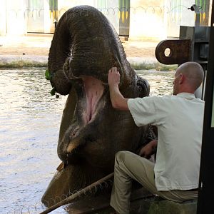 ZOO Antwerpen - Egyptian Temple (Elephant)