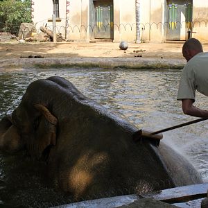 ZOO Antwerpen - Egyptian Temple (Elephant)