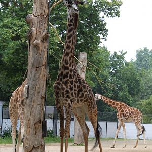 ZOO Antwerpen - Egyptian Temple (Giraffe)