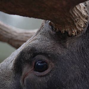 Arty shot of a European moose