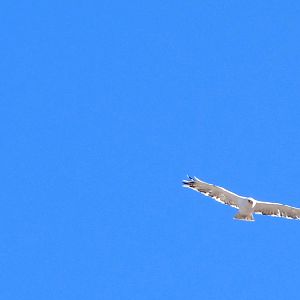 Leucistic Red-tailed Hawk