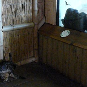 CAT WITH THE MACAQUES