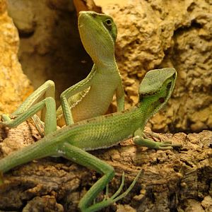 28.01.2012 Zoo Wroclaw